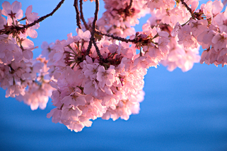 VCMG-US Cherry Blossom